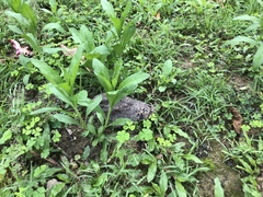 Caprimulgus affinis stictomus