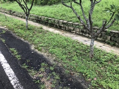 Caprimulgus affinis stictomus