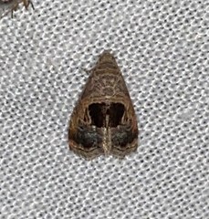 Tripudia rectangula