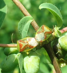 Elasmostethus interstinctus