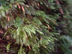 Hypnodendron arcuatum