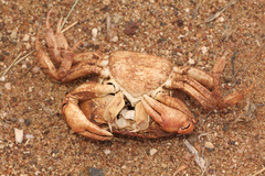 Austrothelphusa transversa