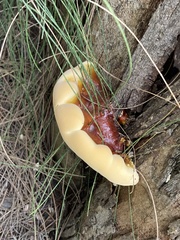 Ganoderma