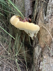 Ganoderma