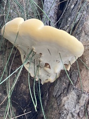 Ganoderma