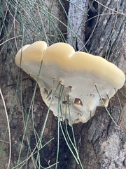 Ganoderma