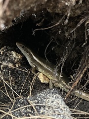 Eutropis multifasciata