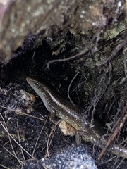 Eutropis multifasciata