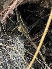 Eutropis multifasciata