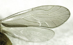 Caeciliusidae