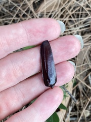 Coleoptera