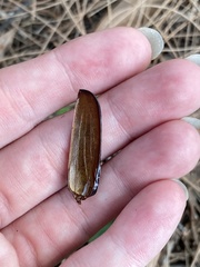 Coleoptera