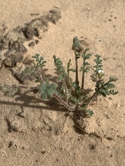 Phacelia ivesiana