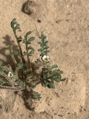 Phacelia ivesiana