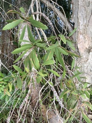 Melaleuca quinquenervia