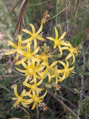 Bloomeria crocea aurea