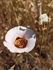 Calochortus vestae