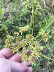 Suriname Flatsedge (Cyperus surinamensis)