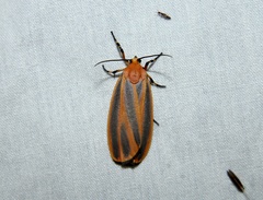Hypoprepia miniata