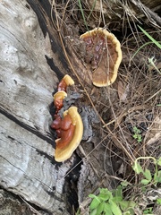 Ganoderma