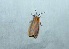 Hypoprepia miniata