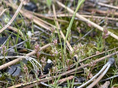 Polygonum polygaloides