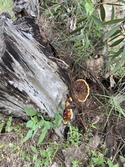 Ganoderma