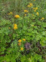 Cacaliopsis nardosmia