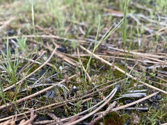 Polygonum polygaloides