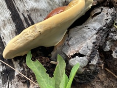 Ganoderma