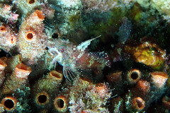 Enneapterygius atrogulare