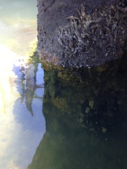 Ficopomatus enigmaticus