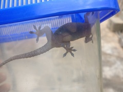 Hemidactylus mabouia