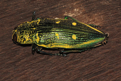 Pseudotaenia ajax