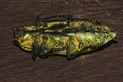 Pseudotaenia ajax