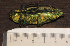 Pseudotaenia ajax