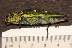 Pseudotaenia ajax