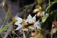 Coelogyne breviscapa