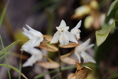 Coelogyne breviscapa