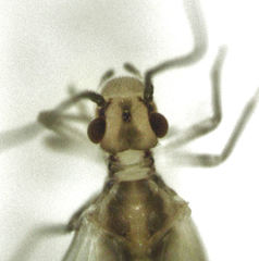 Caeciliusidae