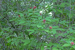 Calycanthus