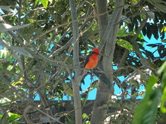 Pyrocephalus rubinus