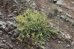 Cercocarpus ledifolius