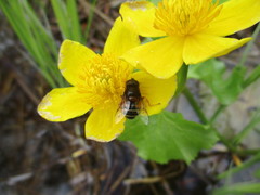Eristalis cryptarum