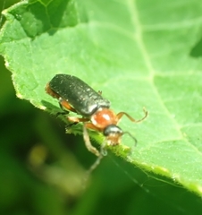 Cantharis pellucida