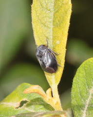 Penthimia nigra