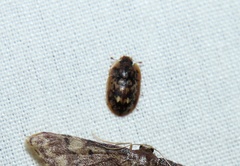 Lobiopa undulata