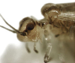 Caeciliusidae