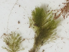 Bryopsis corticulans
