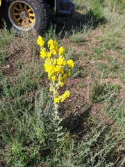 Verbascum songaricum